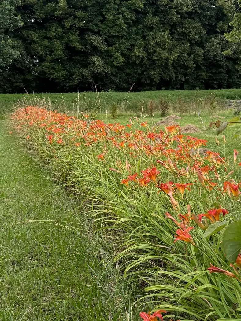 Allée de lys orangés Doué la Fontaine