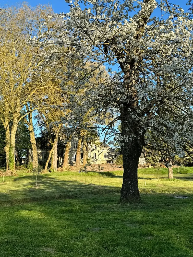 Le Parc avec ses cerisiers majestueux